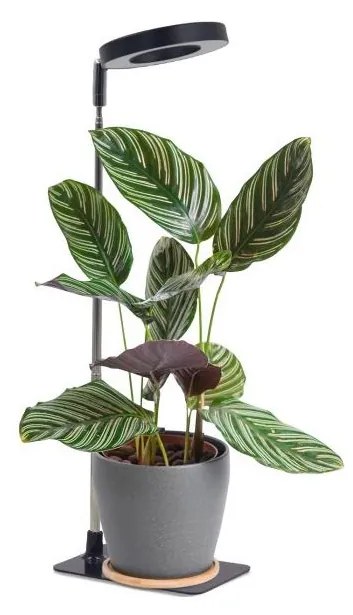 LED ściemnialna lampa biurkowa do uprawy roślin VERDI LED/5W/5V 1300K czarna