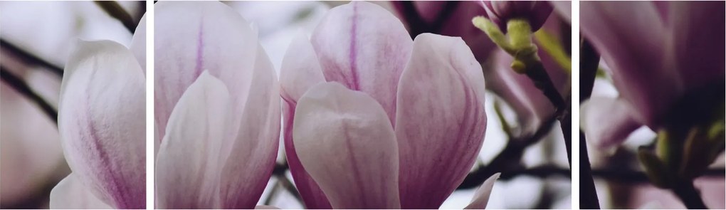 Obraz - Magnolia (170x50 cm)