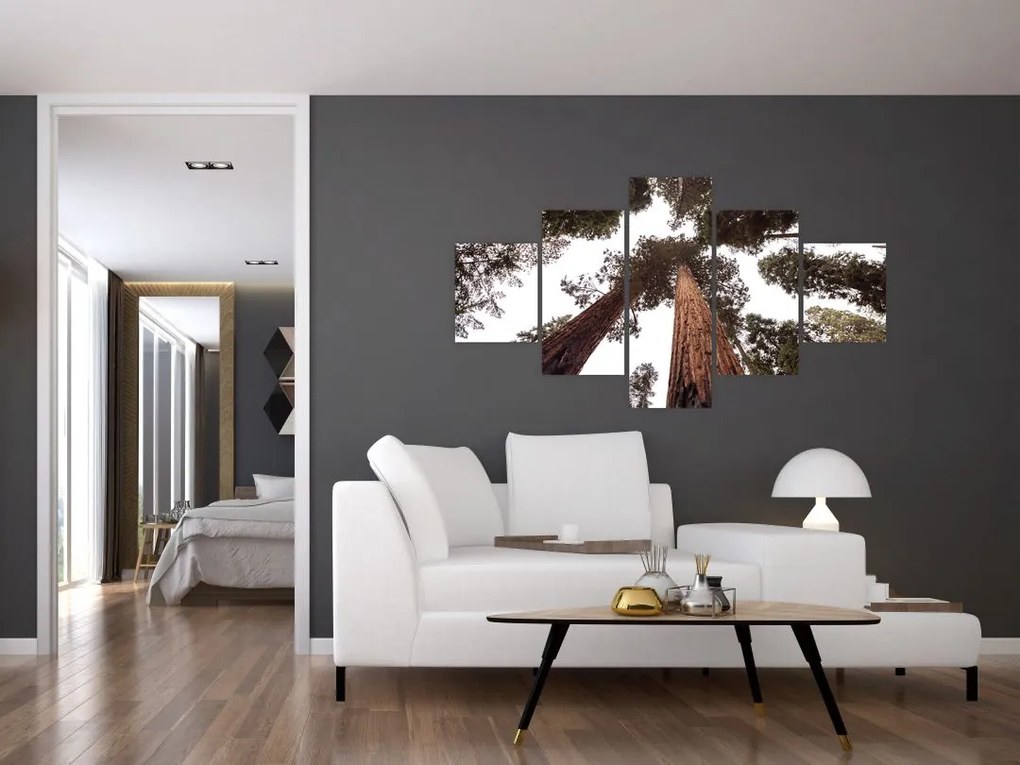 Obraz - Widok przez korony drzew (125x70 cm)