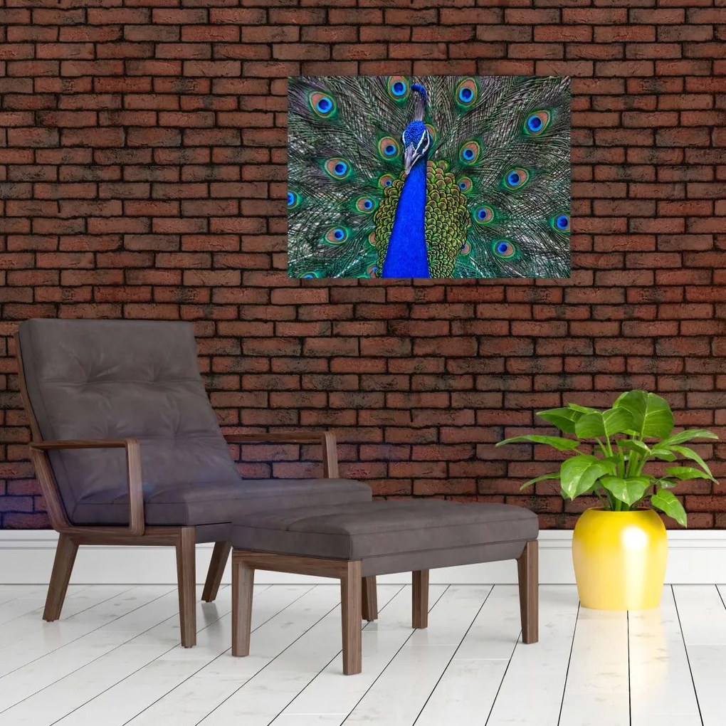 Obraz na szkle - Paw (70x50 cm)