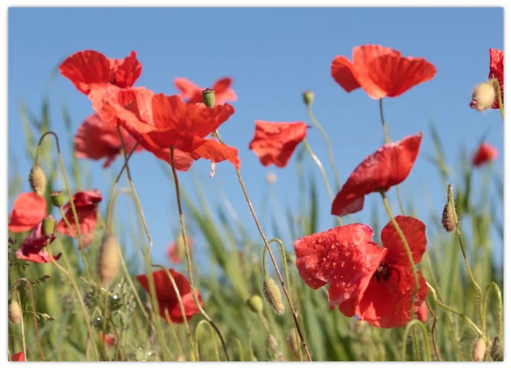 Obraz na szkle - Maki (70x50 cm)