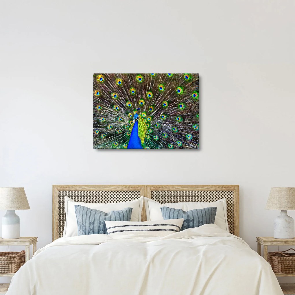 Obraz - Paw (70x50 cm)