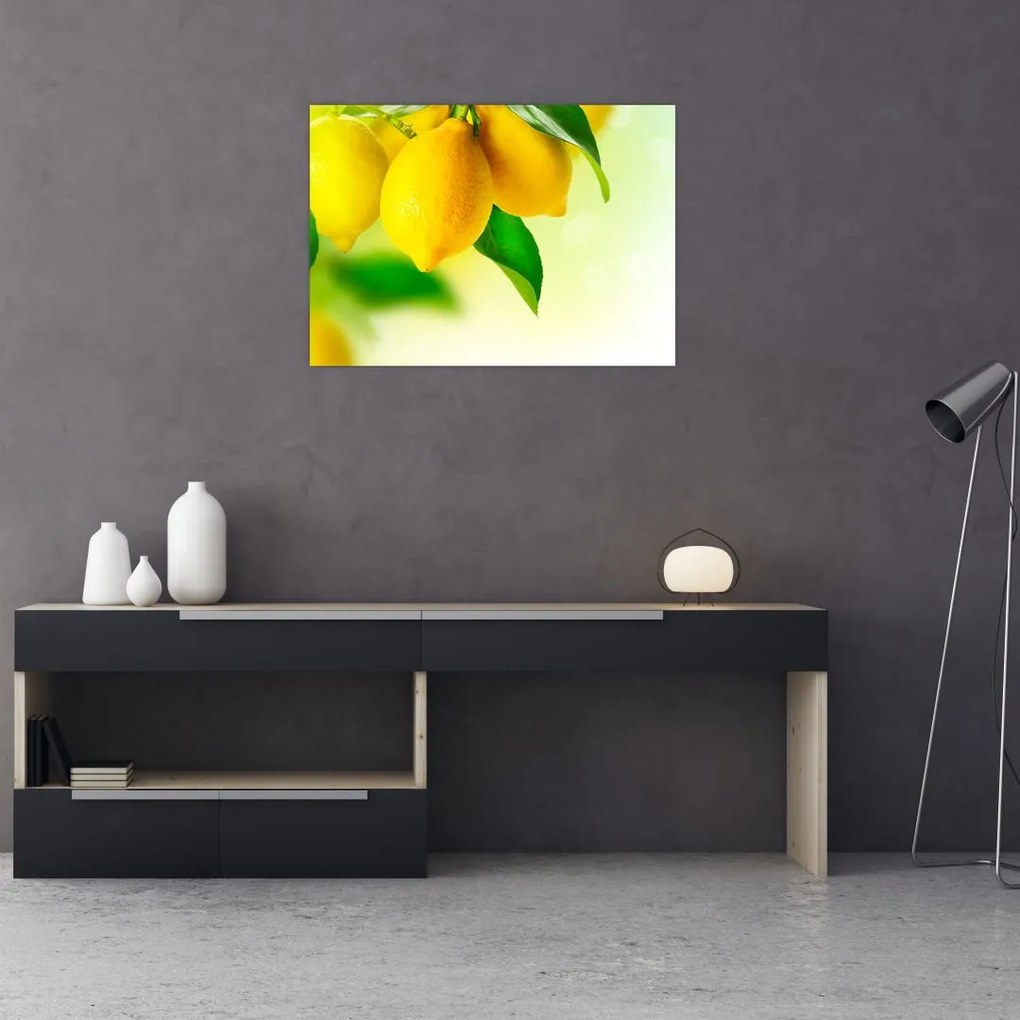 Obraz cytryn (70x50 cm)