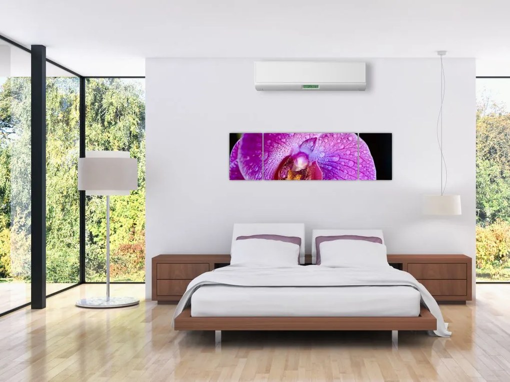 Zbliżenie kwiatu orchidei (170x50 cm)