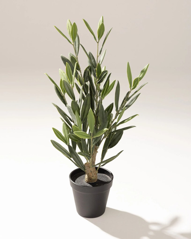 Drzewko Oliwne Mini w doniczce 50 cm