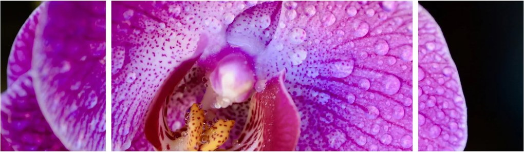 Zbliżenie kwiatu orchidei (170x50 cm)