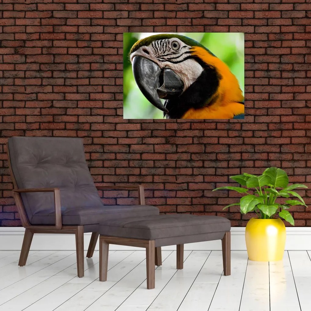 Obraz na szkle - papuga (70x50 cm)