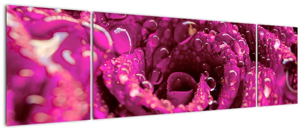 Obraz różowego kwiatu róży (170x50 cm)