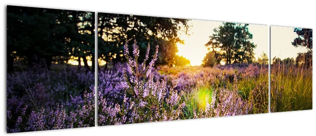 Obraz pola lawendy (170x50 cm)