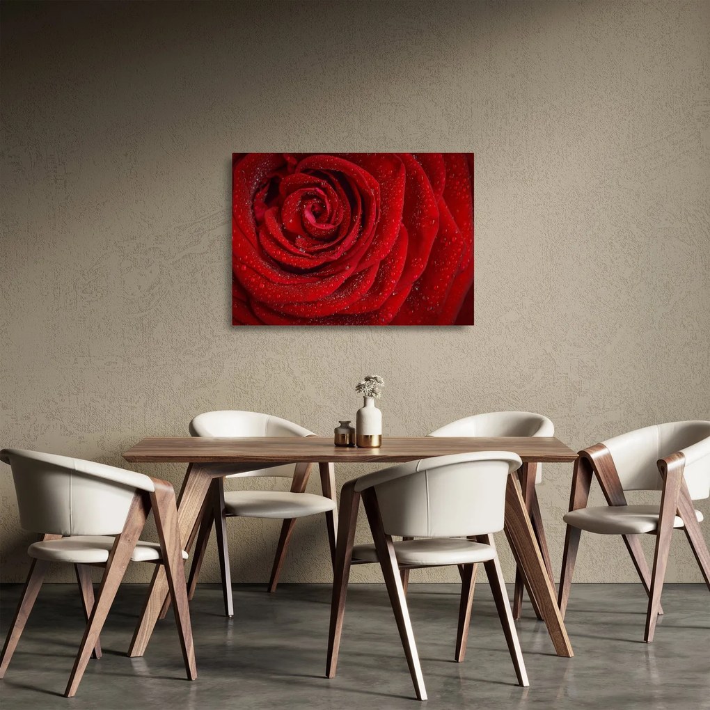 Obraz na szkle - szczegół róży (70x50 cm)