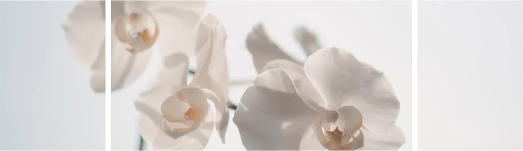 Obraz białej orchidei (170x50 cm)