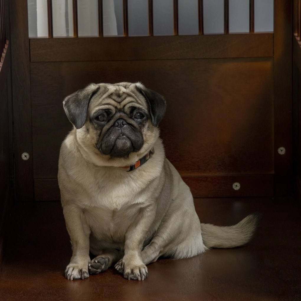 PawHut Klatka dla psa z podwyższonym stojakiem Zamknięcie Box transportowy Brązowy 805x595x675cm | Aosom PL