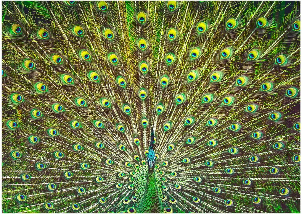 Obraz - Paw (70x50 cm)