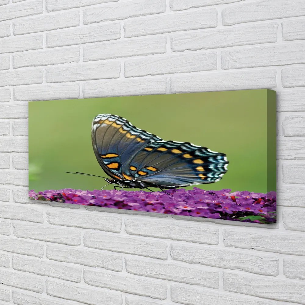Fotoobraz na płótnie Kolorowy Motyl na Kwiatach