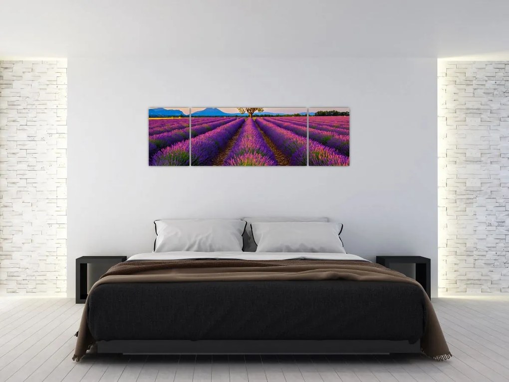 Obraz - Pole lawendy (170x50 cm)
