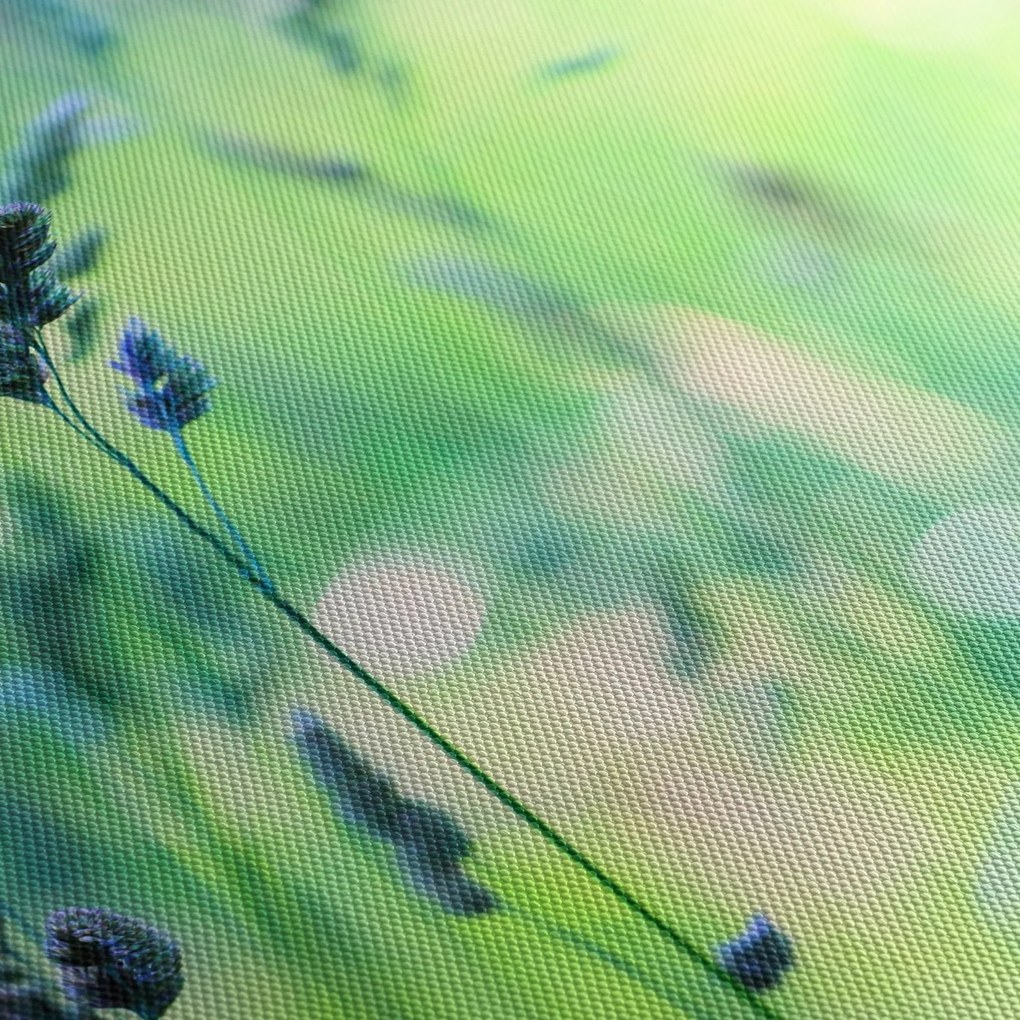 Obraz - Szczegół łąki (125x70 cm)
