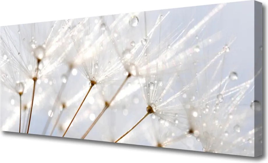 Zdjęcie na płótnie Puszysty Mniszek Lekarski