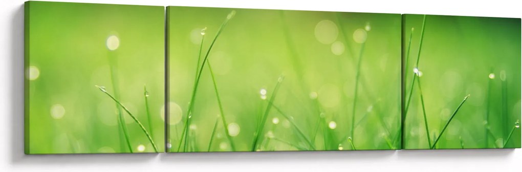 Obraz - rosa na trawie (170x50 cm)