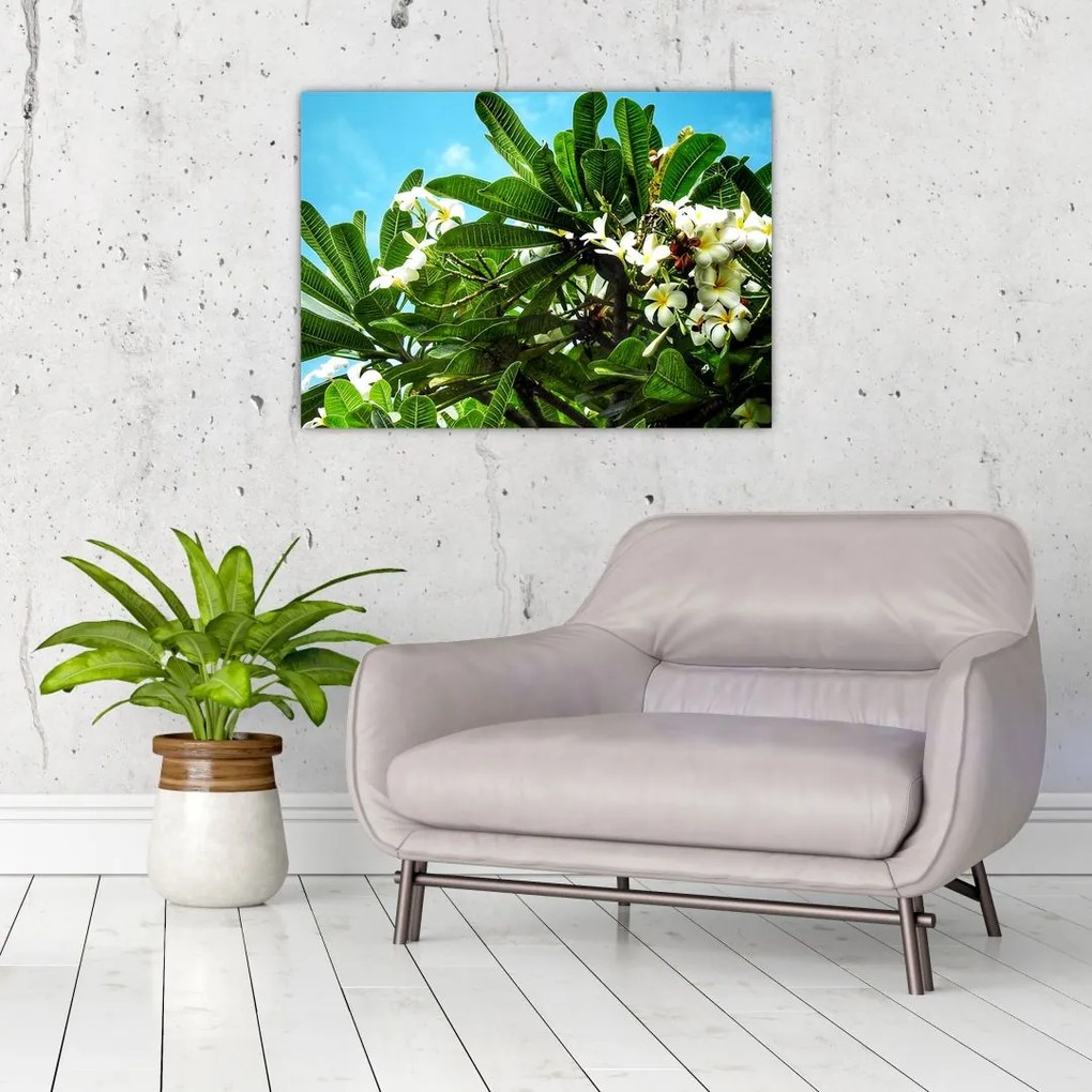 Obraz na szkle - Plumeria (70x50 cm)