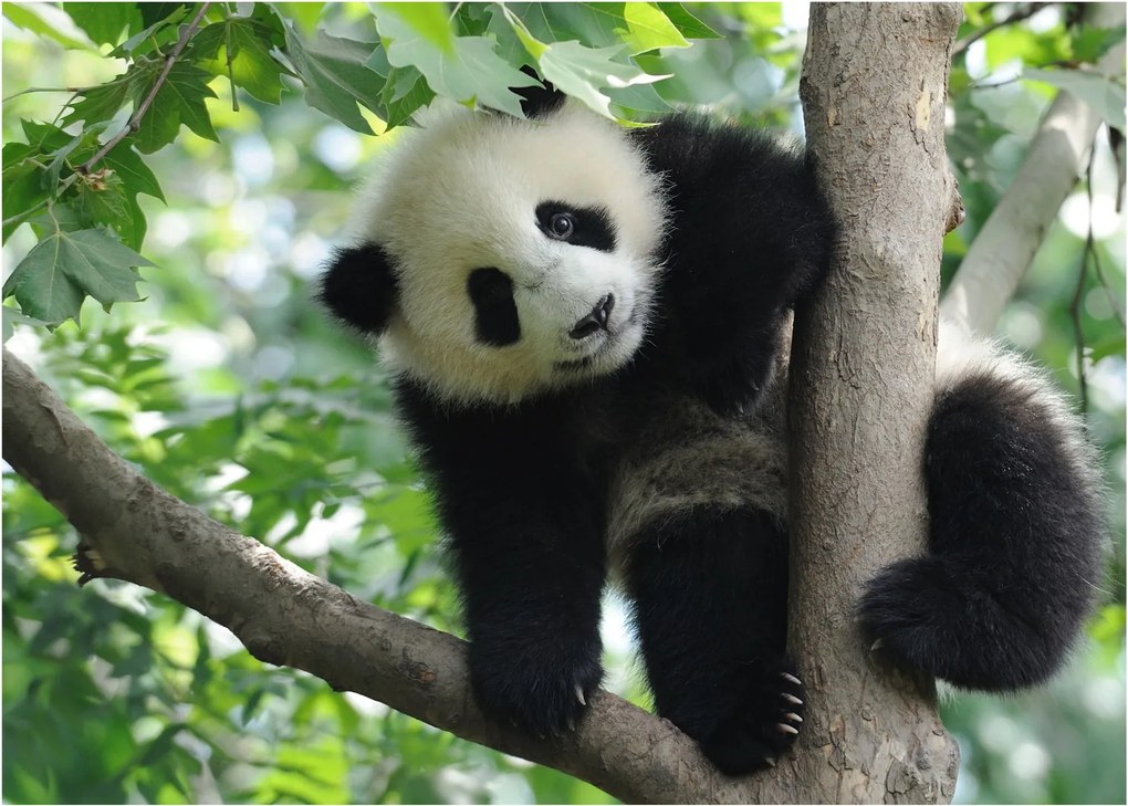 Obraz - Panda na drzewie (70x50 cm)