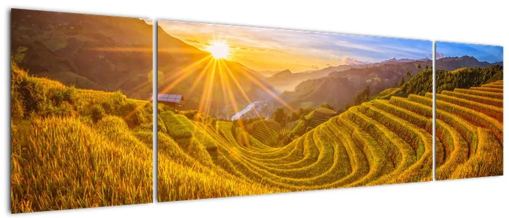 Obraz - Pole ryżowe w Wietnamie (170x50 cm)