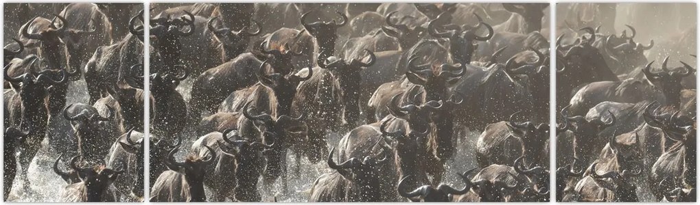 Obraz - Stado antylop gnu (170x50 cm)