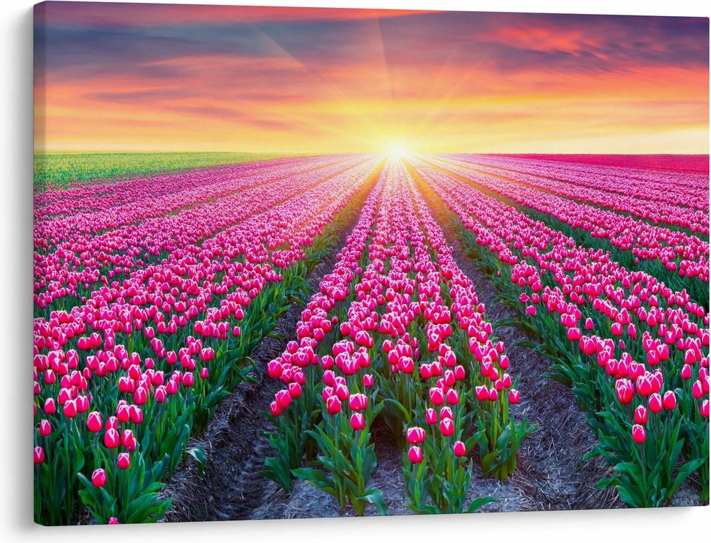 Obraz pole tulipanów ze słońcem (70x50 cm)