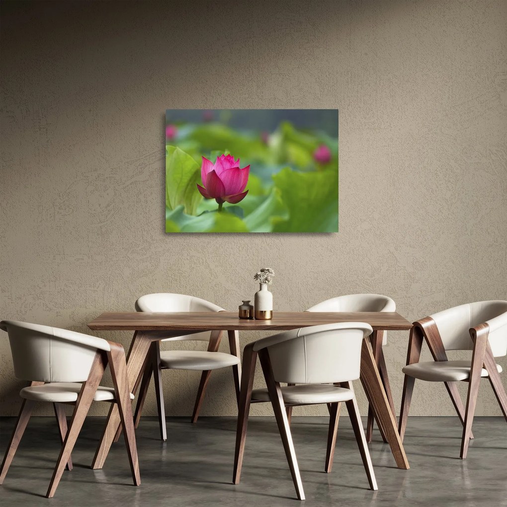 Obraz na szkle - roślina wodna (70x50 cm)