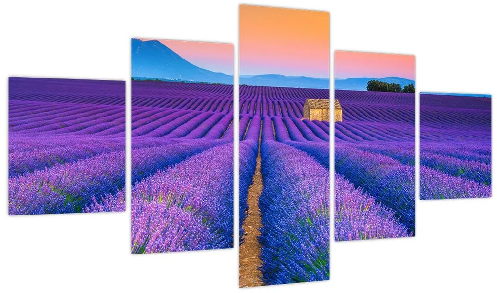Obraz - Lewndowe pole (125x70 cm)