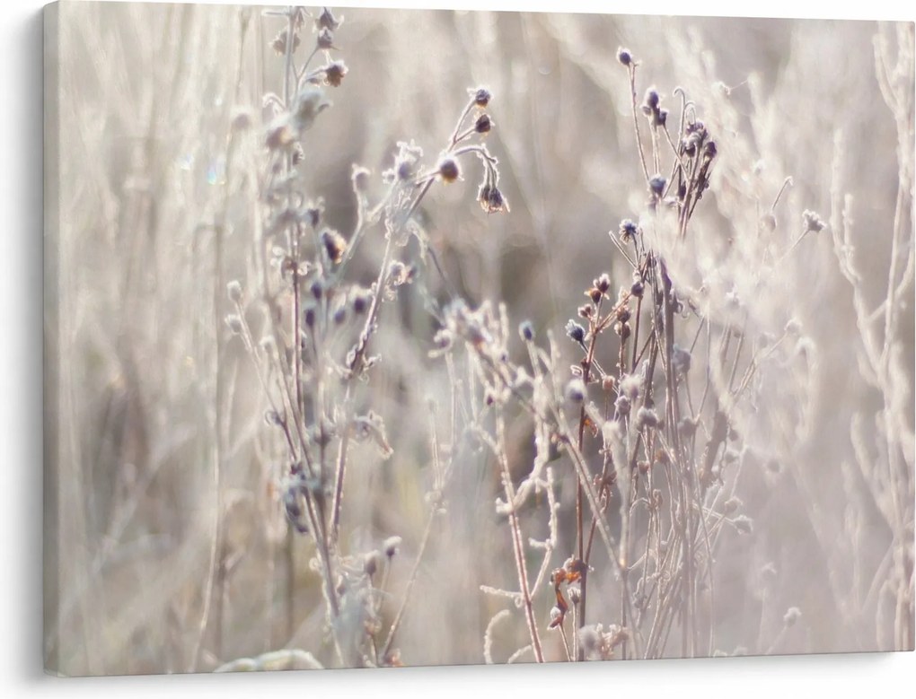 Obraz - Roślina (70x50 cm)