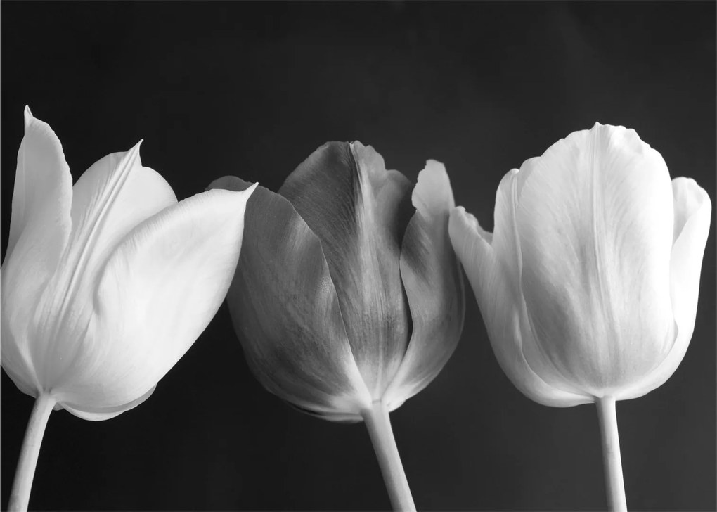 Obraz na szkle - Czarno - białe kwiaty tulipanów (70x50 cm)