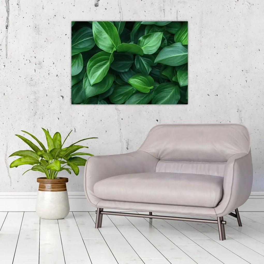 Obraz - Zielone liście (70x50 cm)