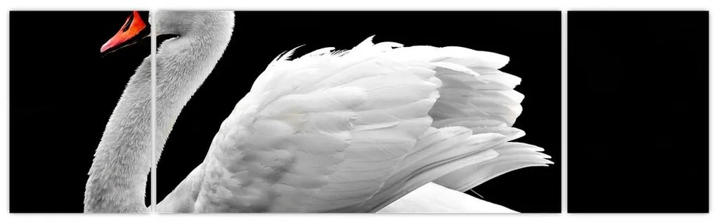 Obraz czarno - białego łabędzia (170x50 cm)