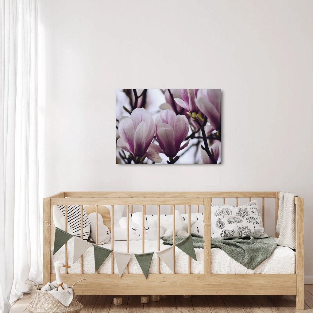 Obraz - Magnolia (70x50 cm)