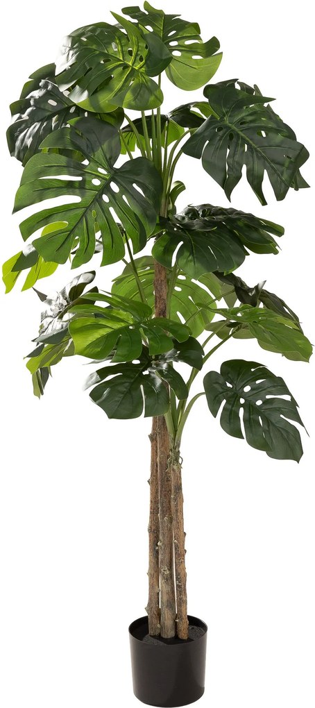 Monstera w doniczce 145 cm