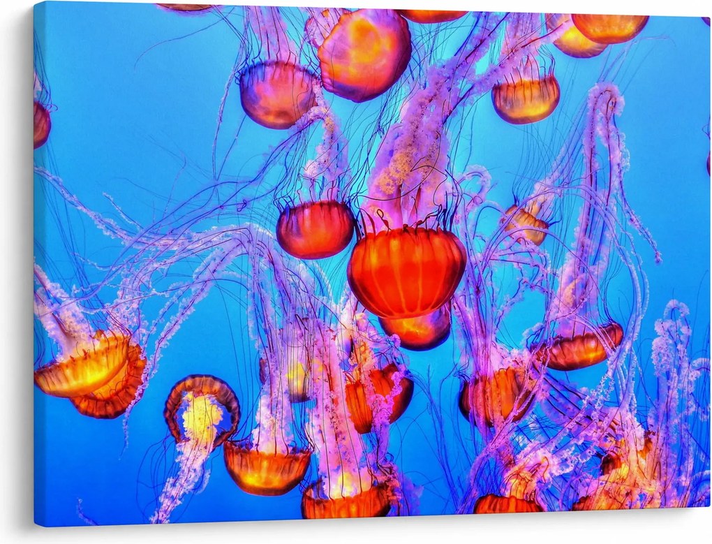Obraz meduz w morzu (70x50 cm)