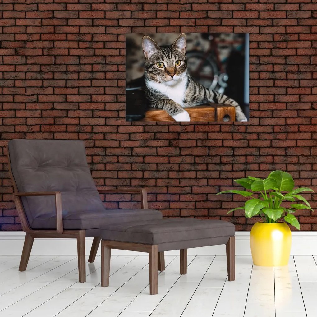 Obraz kota (70x50 cm)
