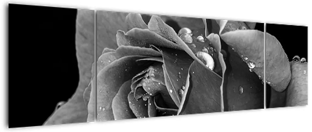 Obraz róży - czarno - biały (170x50 cm)