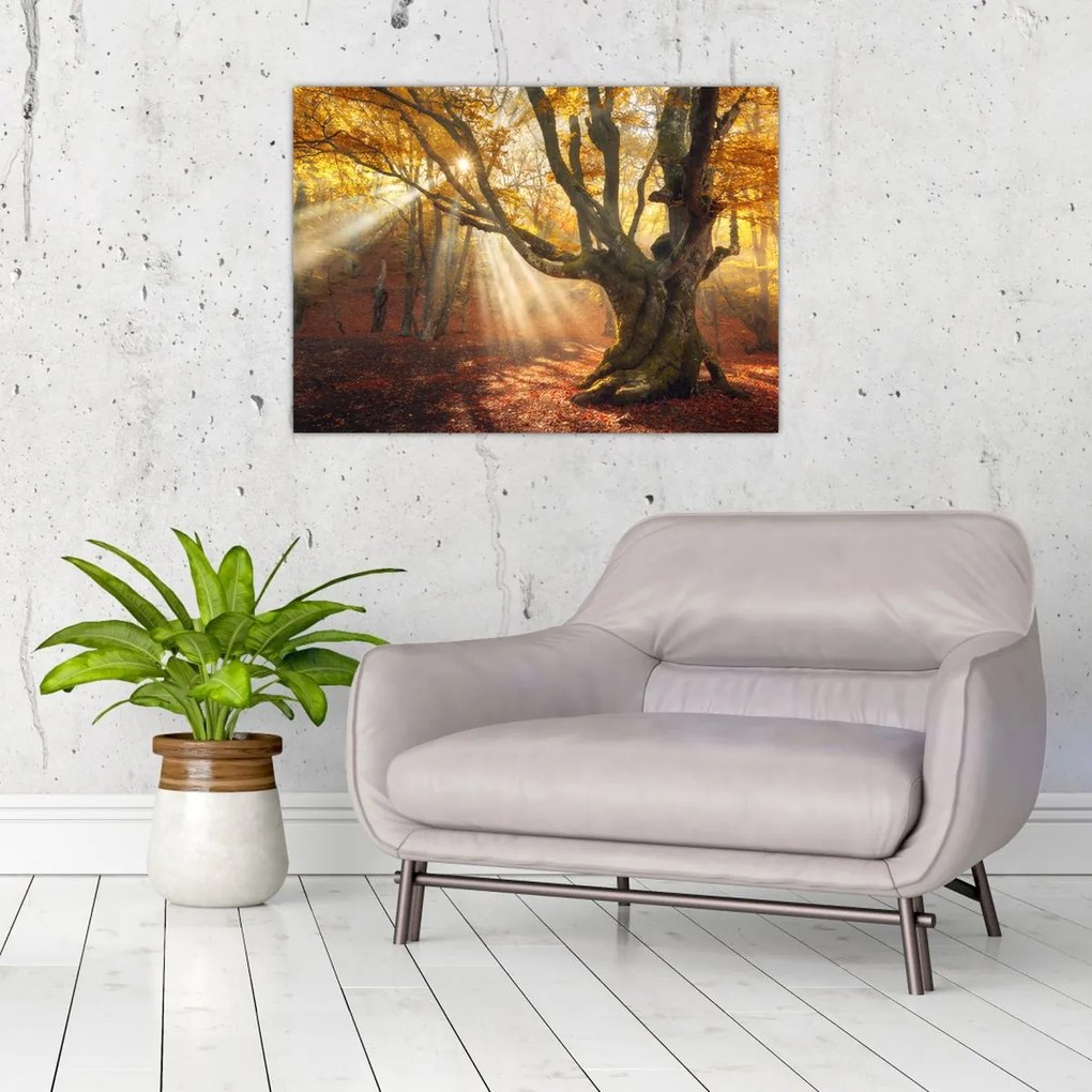 Obraz - Jesienny świt (70x50 cm)
