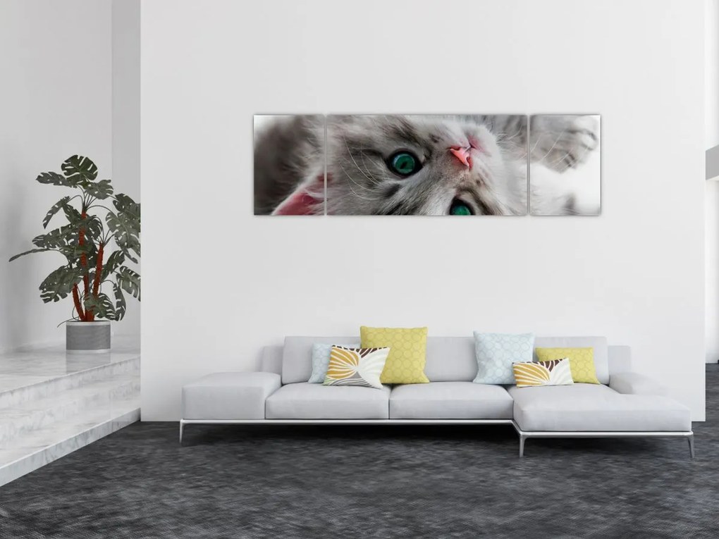 Obraz - Kot z zielonymi oczami (170x50 cm)