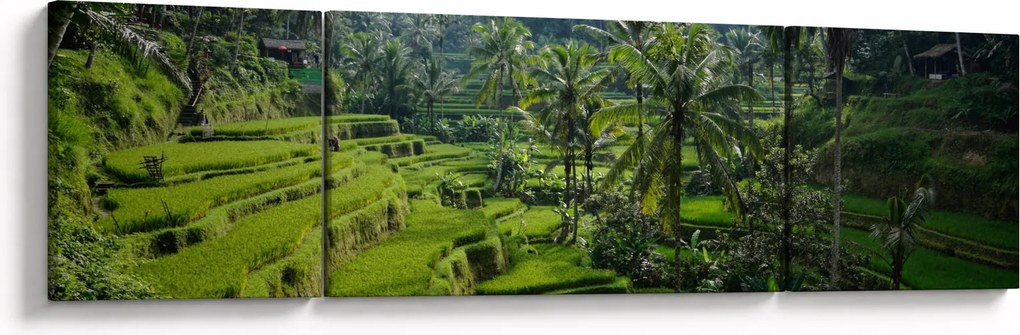 Obraz tarasów ryżowych Tegalalang, Bali (170x50 cm)