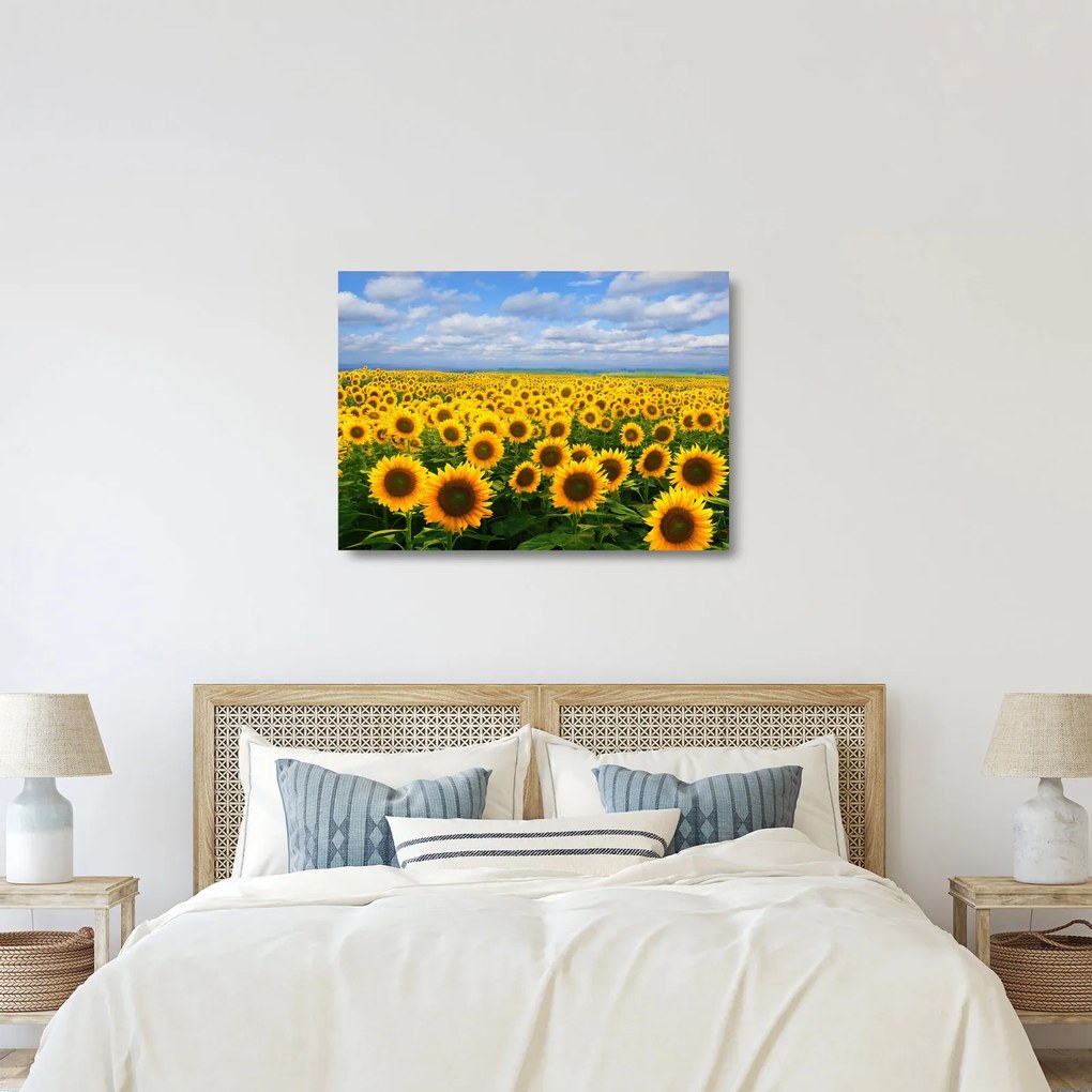 Obraz na szkle - pole słoneczników (70x50 cm)