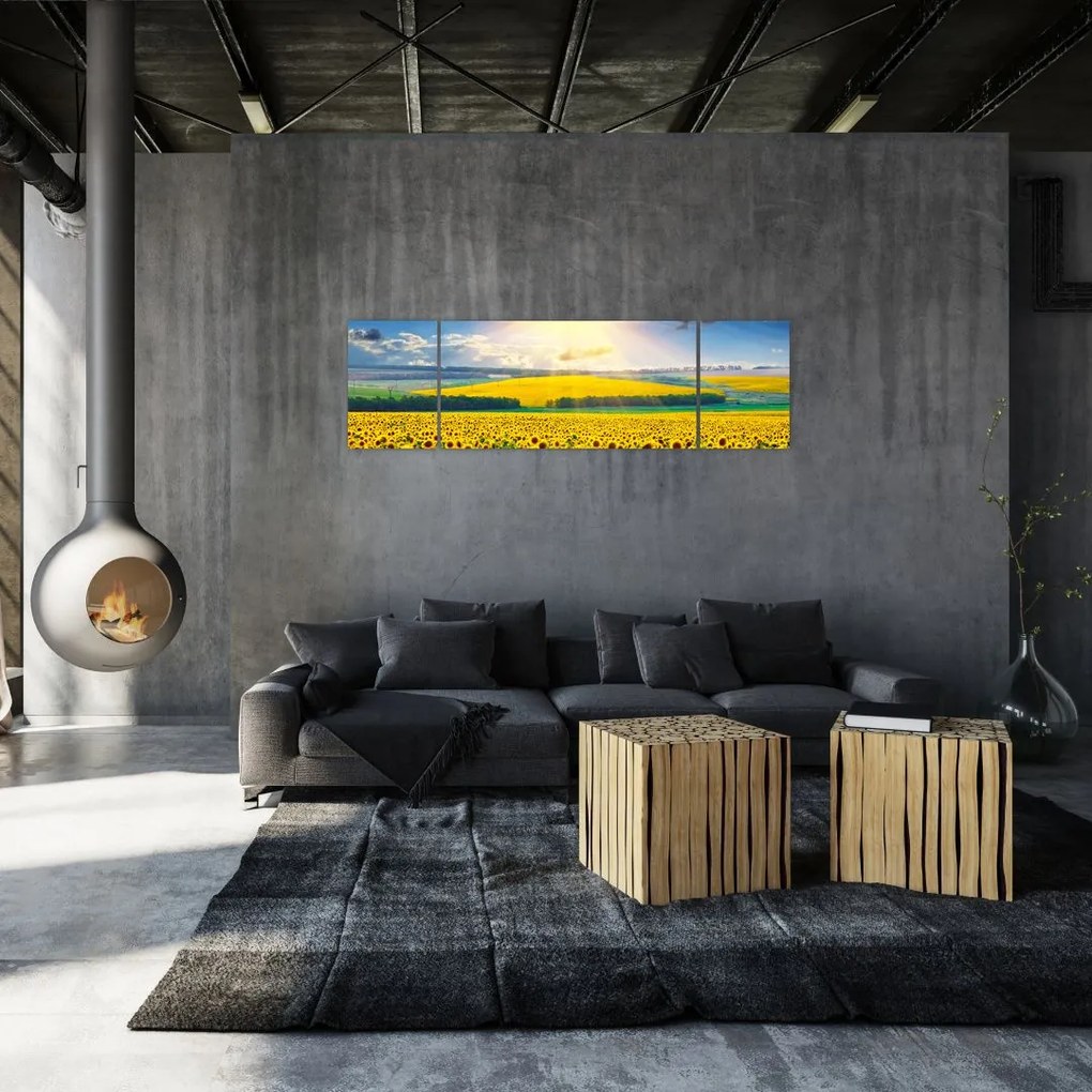 Obraz - Pole słoneczników (170x50 cm)