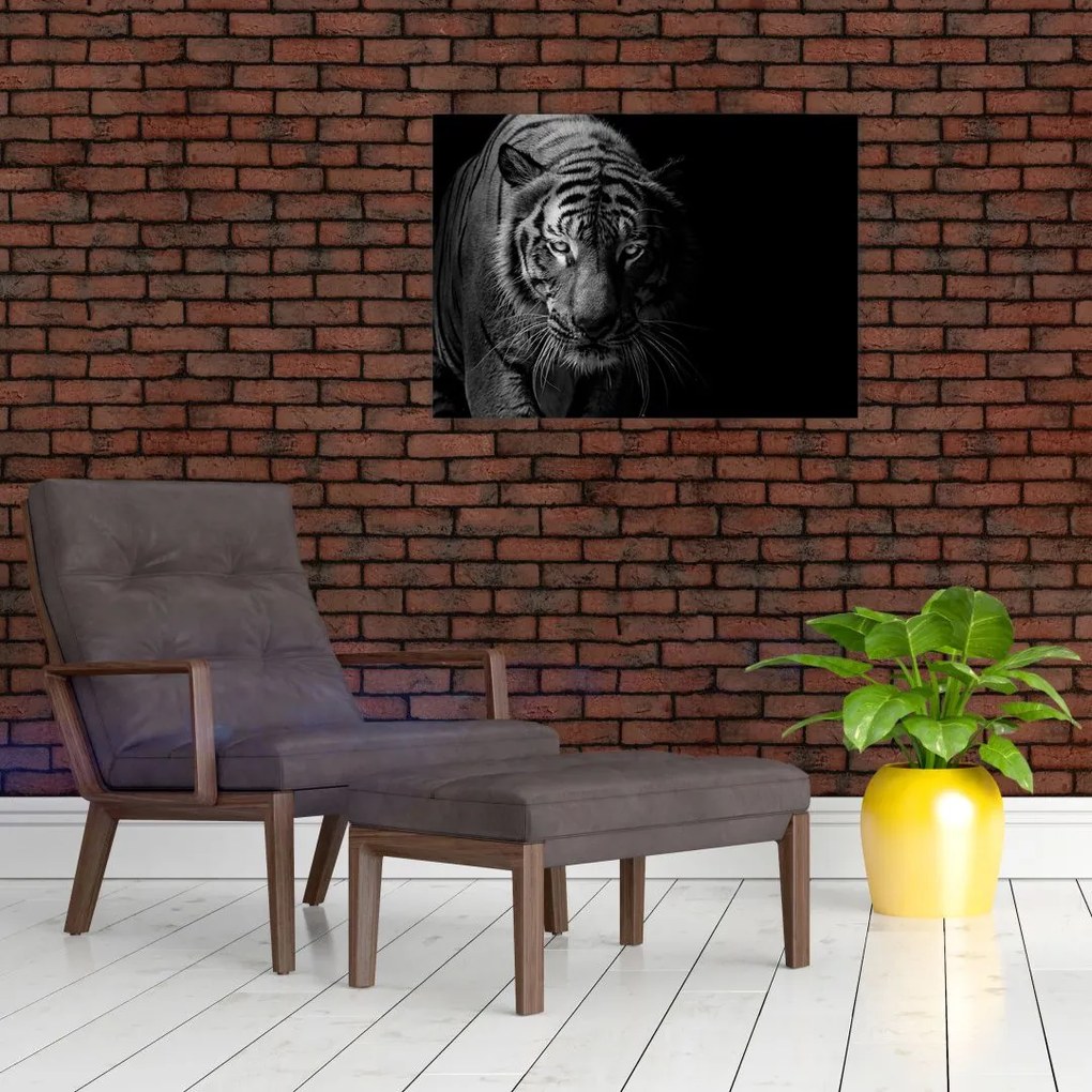Obraz dzikiego tygrysa (70x50 cm)