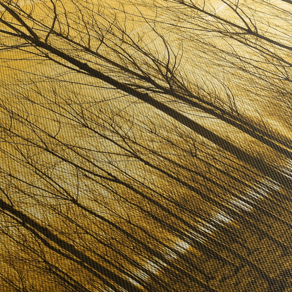 Obraz - Plantacja drzew (170x50 cm)