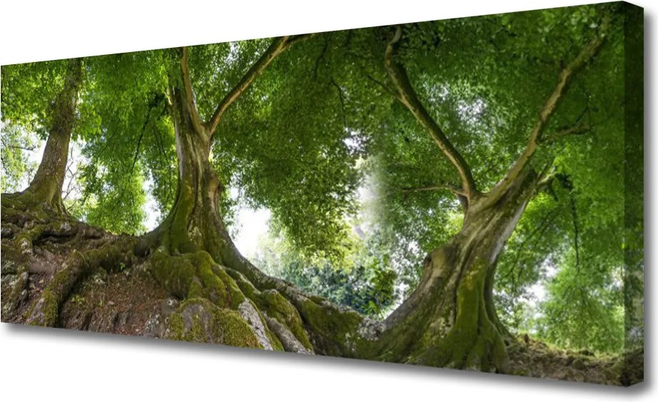Obraz canvas Korony Rozłożystych Drzew
