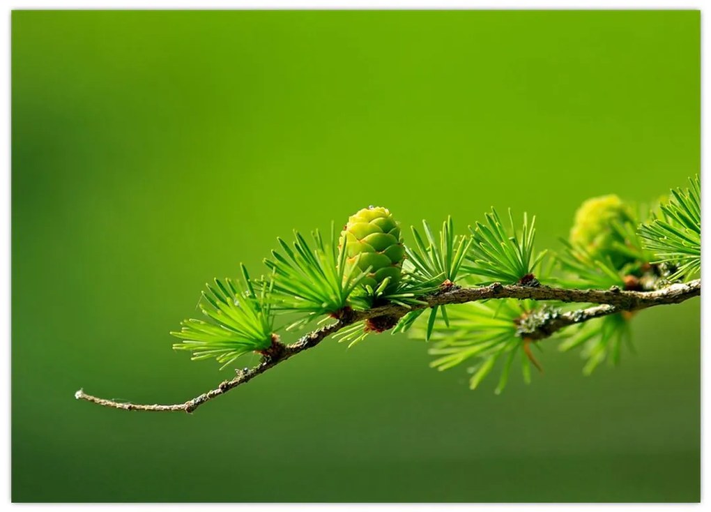 Obraz na szkle - zielona szyszka (70x50 cm)