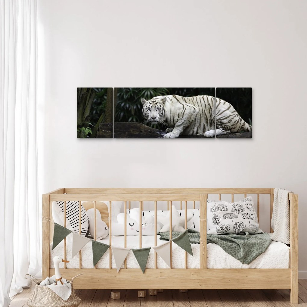 Obraz - Tygrys albinos (170x50 cm)