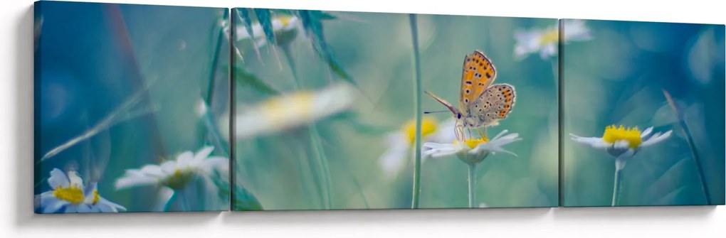 Obraz - Motyl na stokrotce (170x50 cm)