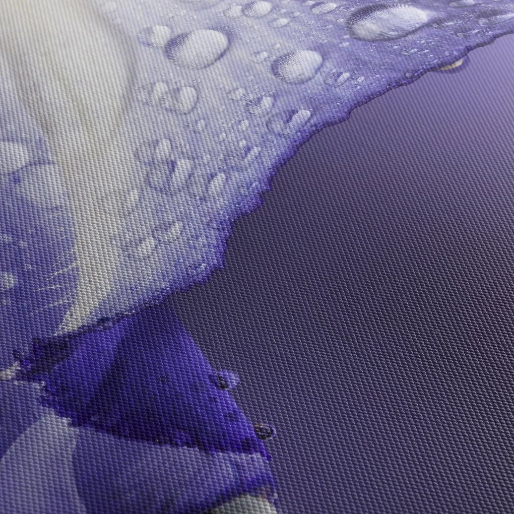Obraz - Płatek z kroplami (170x50 cm)